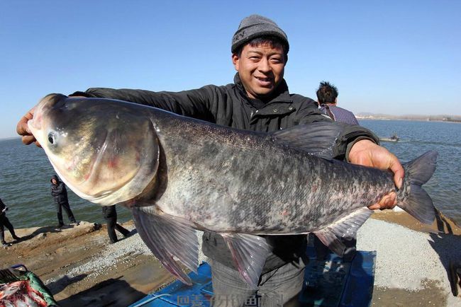 冬季能否钓鲢鳙？用什么味型的饵料？钓底还是钓浮？冬钓鲢鳙技巧