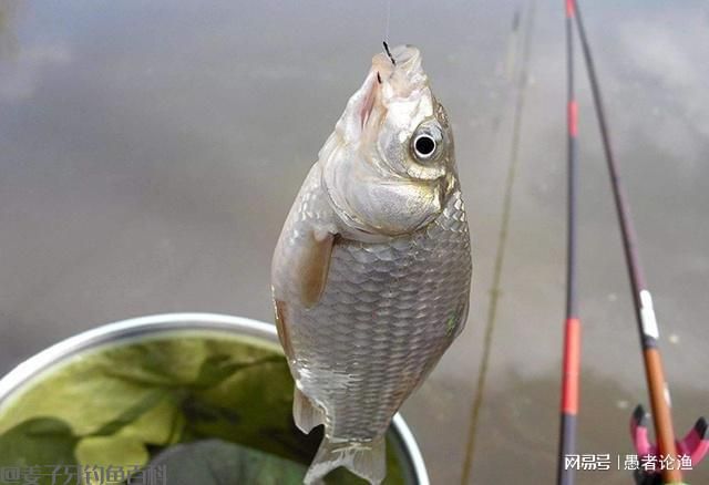 初春垂钓没鱼口？掌握住这4款饵料配方，鱼会越聚越多