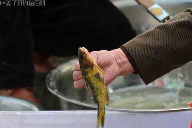 【钓鱼技巧】钓鱼饵料技巧的顺口溜，简单却有大道理